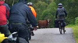 "Local Wildlife Obstructs Cycling Club" on the Mad Little Road to Wester Ross after our extremely wet lunch